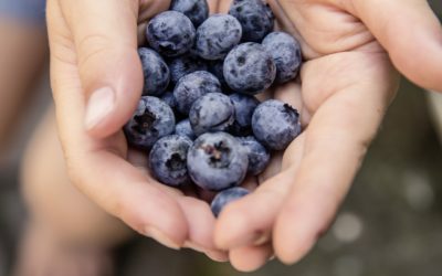 Blueberries for Athletic Performance